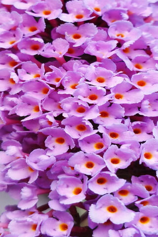 Vibrant Purple Blooms 🌸✨