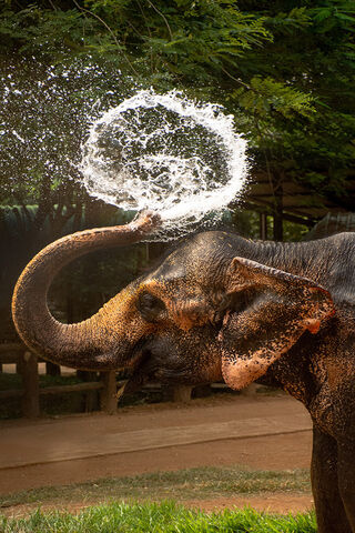 Splashing Fun! 🐘💦