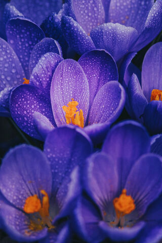 Whispers of Blue: Natur..