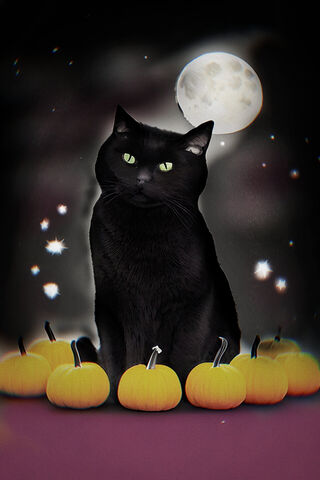 Black Halloween Cat