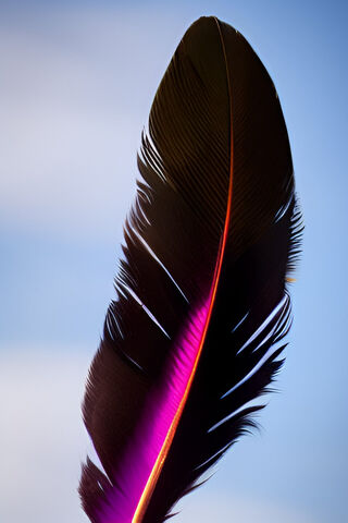Vibrant Feather Against..