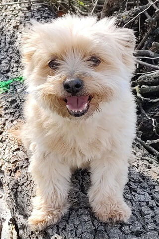 Buddy's Joyful Adventur..