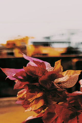 Beautiful Leaves