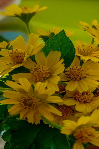 Beautiful Flowers