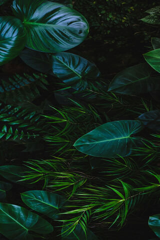 Lush Green Serenity 🌿✨