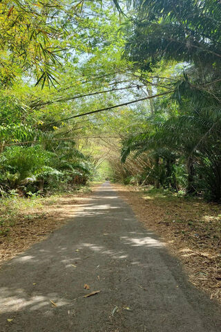 Serene Pathway Through ..