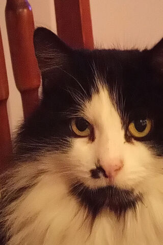 Majestic Feline Gaze 🐾✨