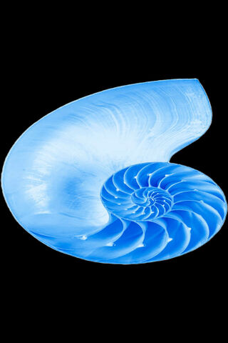 Beautiful Nautilus Shell 🌊✨
