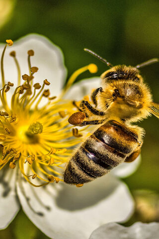 Bee On Yellow Flower