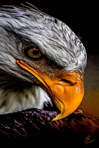 Majestic Eagle Close-Up 🦅✨