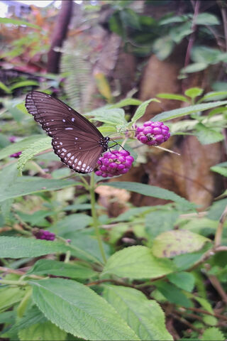 Beautiful Butterfly on ..