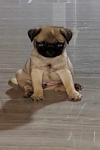 Adorable Baby Pug: The ..