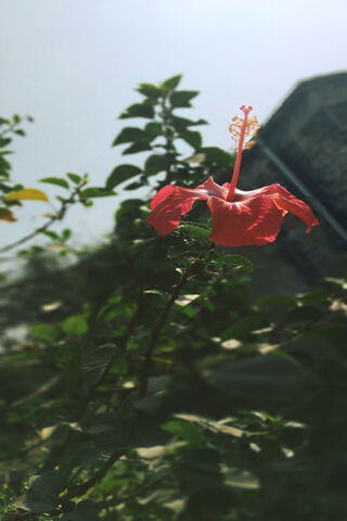 Vibrant Hibiscus in Blo..