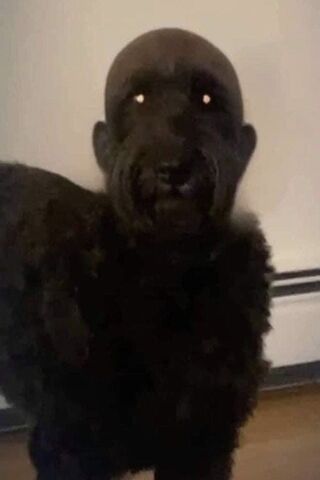 The Spooky Canine: CUrs..