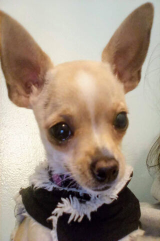 Christmas Chihuahua