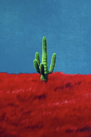 Cactus