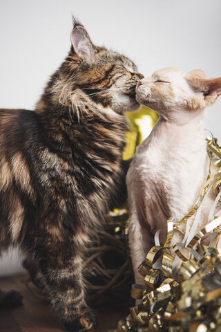 Cat Couple ❤️❤️