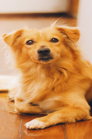 Cachorro Caramelo