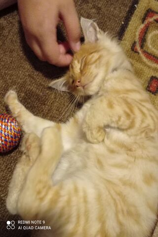 Catoooo