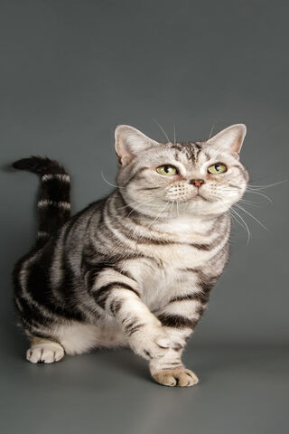 Striking Silver Tabby C..