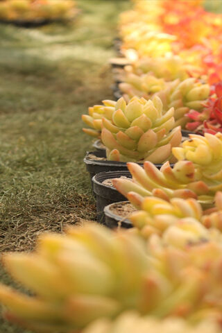 Succulent Serenity 🌿✨