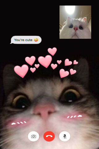 Cute Cat Video Call 🐱💖