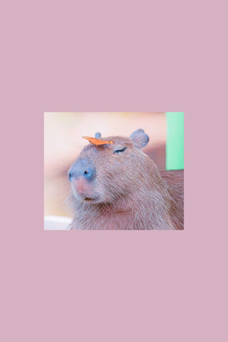 Chill Capybara with a S..