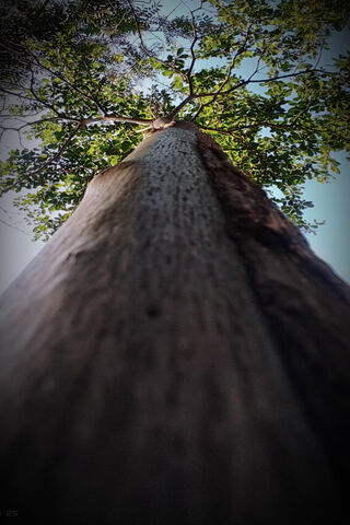 Reaching for the Sky 🌳✨