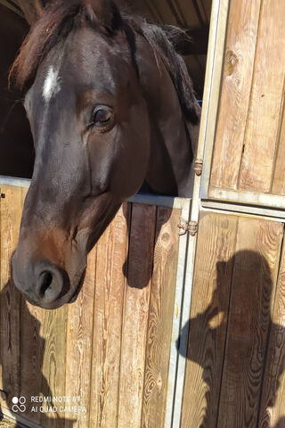 Curious Horse Peeking Out 🐴✨