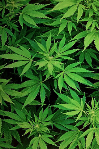 Lush Green Cannabis Leaves 🌿