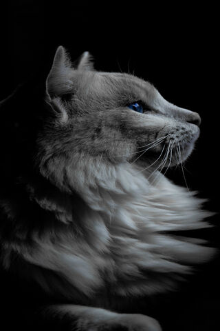 Majestic Feline Eleganc..