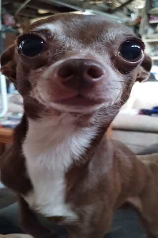 Adorable Chihuahua Clos..