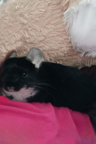 Cozy Chinchilla Cuddles 🐾❤️