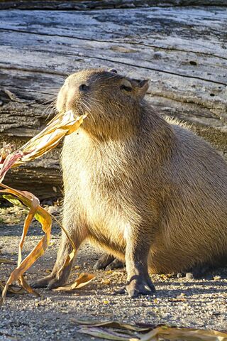 Capybara Chillin' with a Snack! 🐾🌽