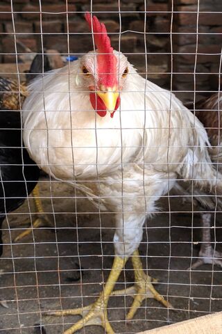Proud Rooster Behind Ba..