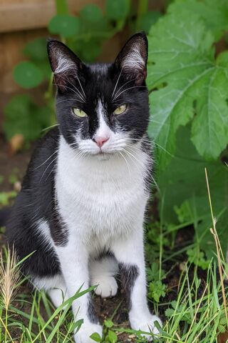 Cute Cat