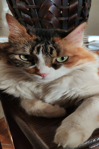 The Regal Feline: A Cat..