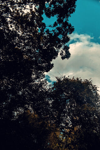 Whispers of the Canopy ..