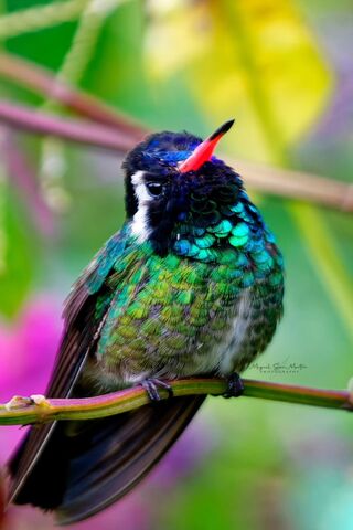 Vibrant Hummingbird in ..