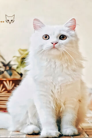 Majestic White Cat 🐾✨