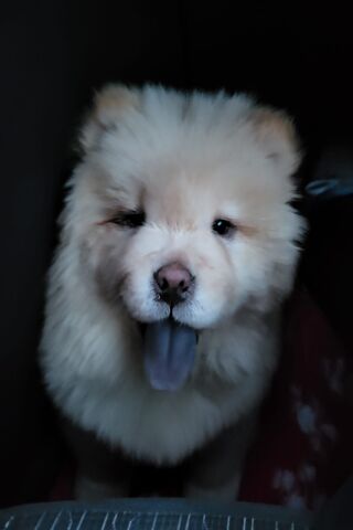 Sleepy Chow Chow 🐾