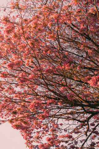 Cherry Blossom