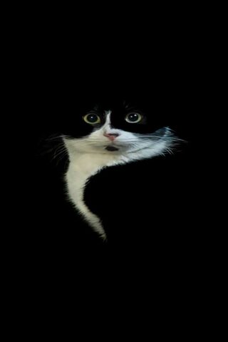Mysterious Cat in the S..