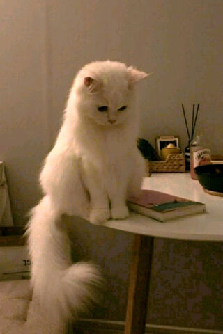 Fluffy Feline Contemplation 🐾✨