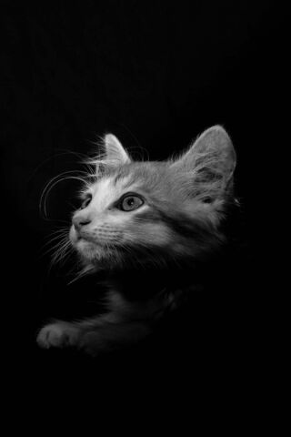 Enigmatic Feline Portrait