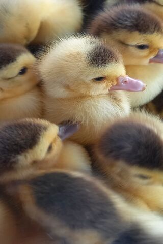 Adorable Ducklings Huddled Together