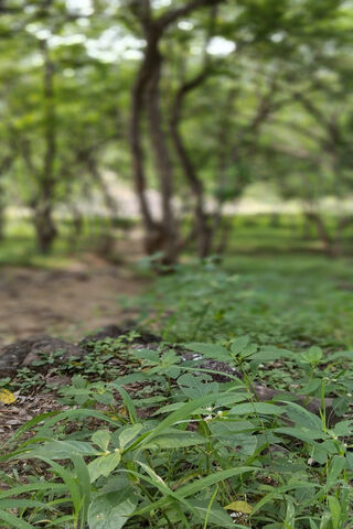Cozy Nature