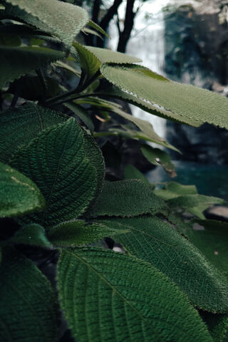 Lush Green Serenity 🌿💧