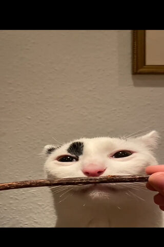 Dum Cat