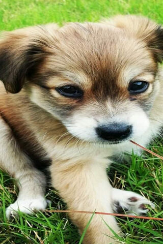 Dameranian Puppy
